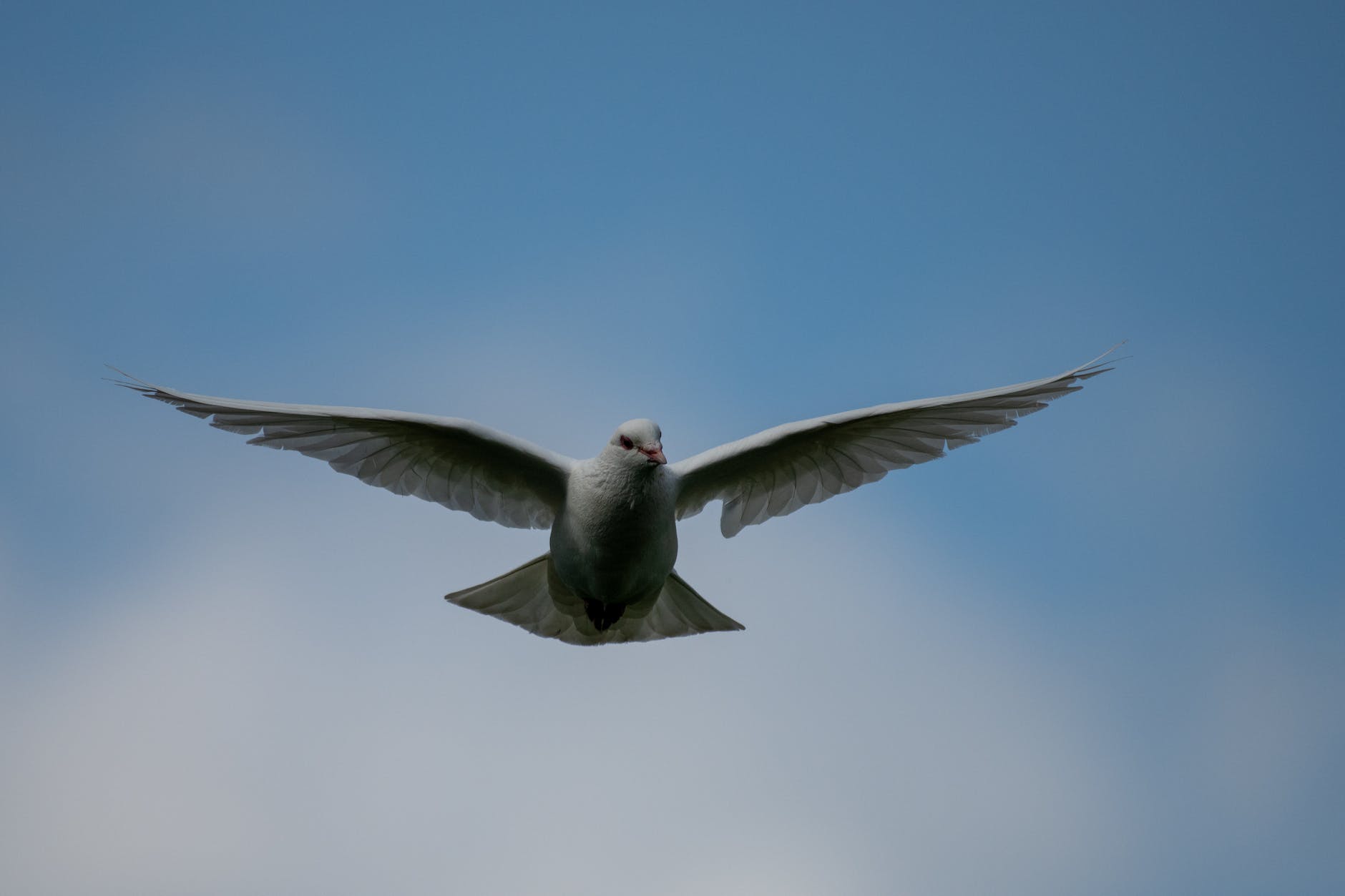 white pigeon flying