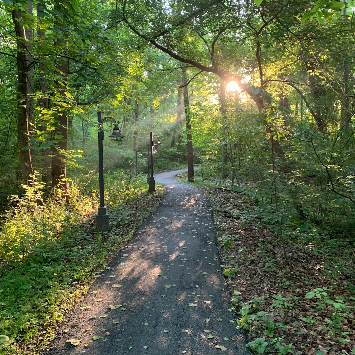 the sun shines through the trees in the woods