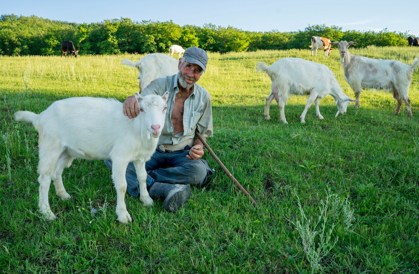 a man kneeling down next to a white goat