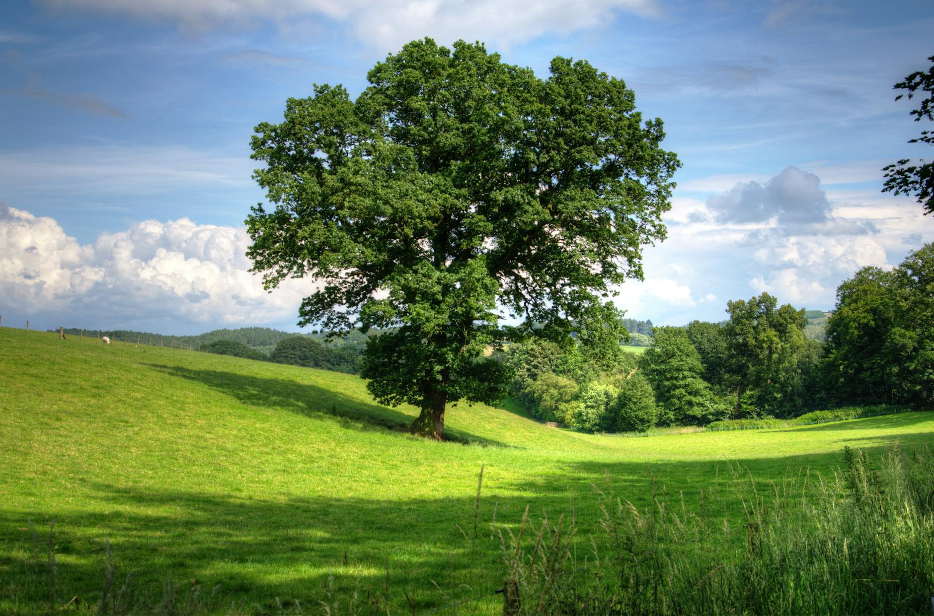 green tree on grass field during daytime