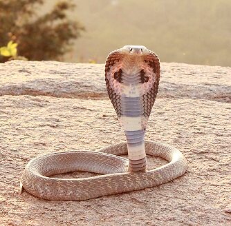 A sedução da serpente